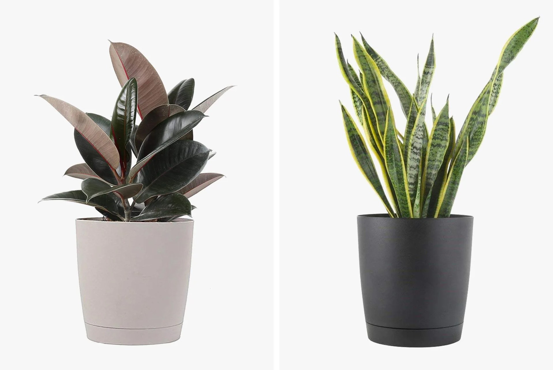 Amazon-Plants-Costa-Farms-gear-patrol-lead-full