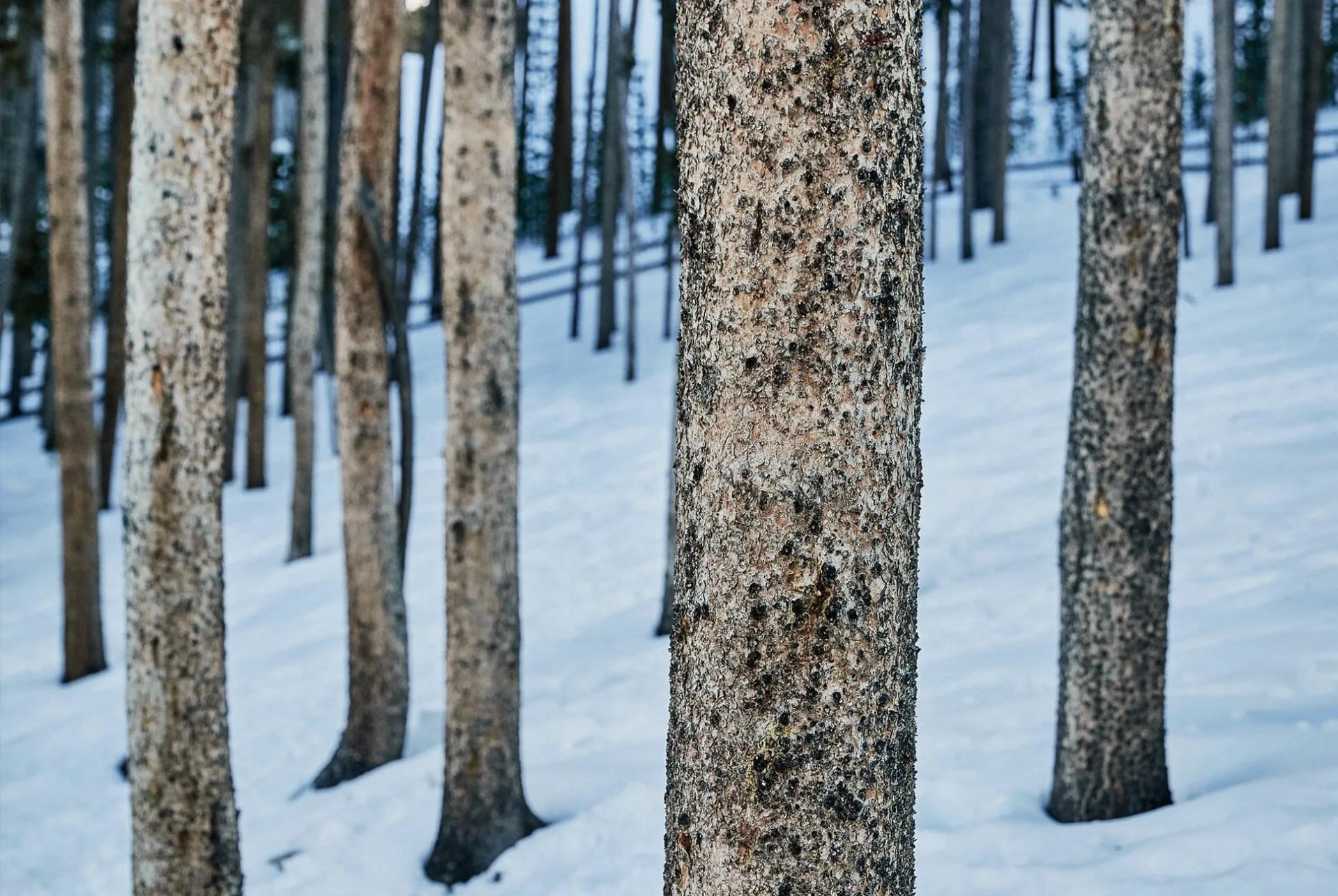 Winter-Trail-Running-Kits-gear-patrol-slide-04
