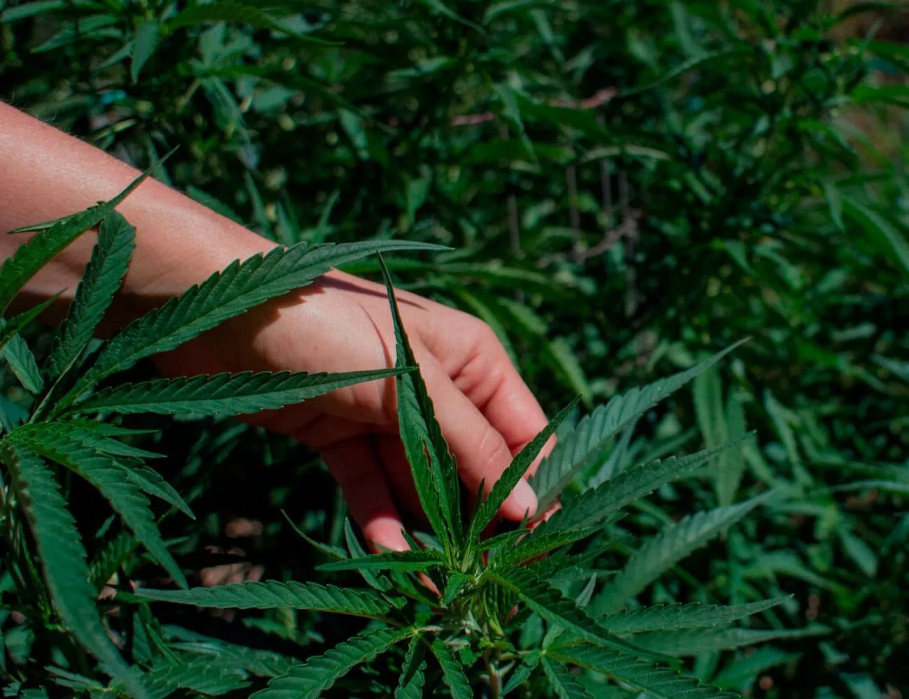 Can-CBD-Improve-Your-Athletic-Performance-gear-patrol-inline