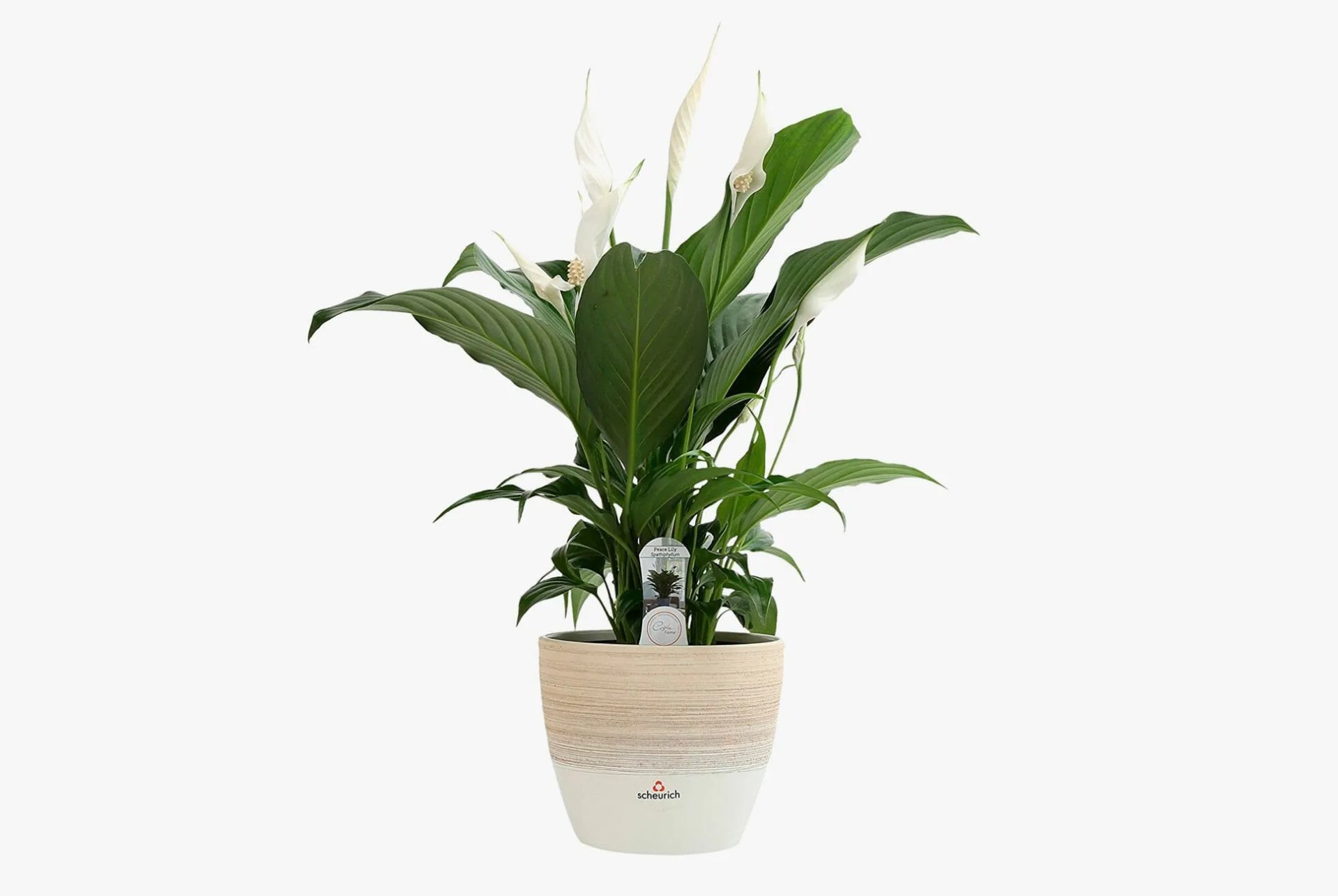 Peace-Lily-Gear-Patrol-lead-full