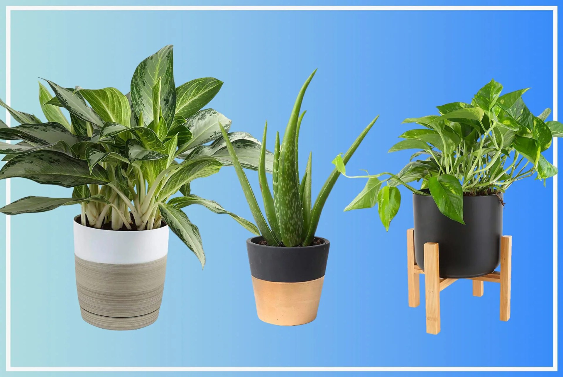 Costa-Farms-Plants-Prime-Day-2019-gear-patrol-lead-full