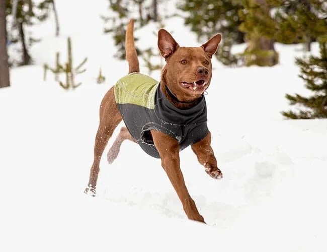 Ruffwear-Dog-Sweater-gear-patrol-lead-feature