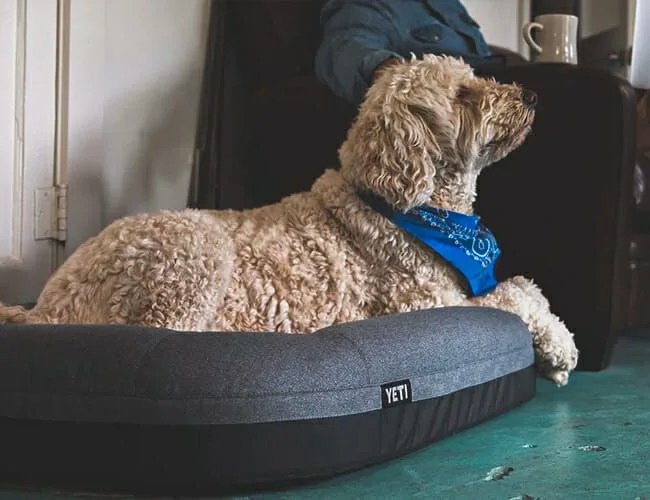 yeti dog bed gear patrol feature