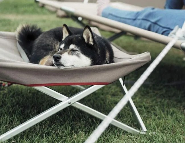 Snow-Peak-Dog-Cot-Gear-Patrol-Lead-Featured
