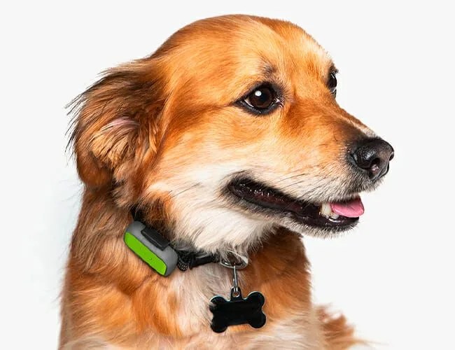 CES-Fitness-gear-patrol-dog-collar