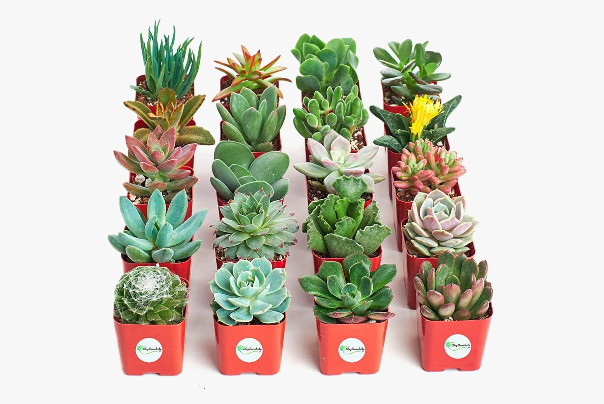 Shop-Succulents-gear-patrol-full-lead