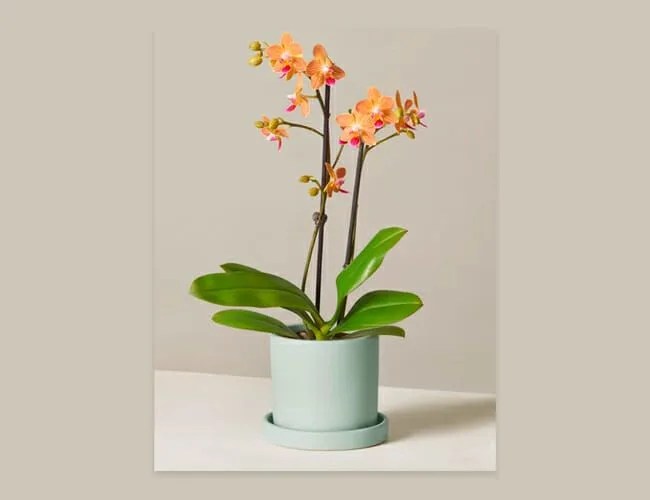 Sill-Orchid-gear-patrol-body