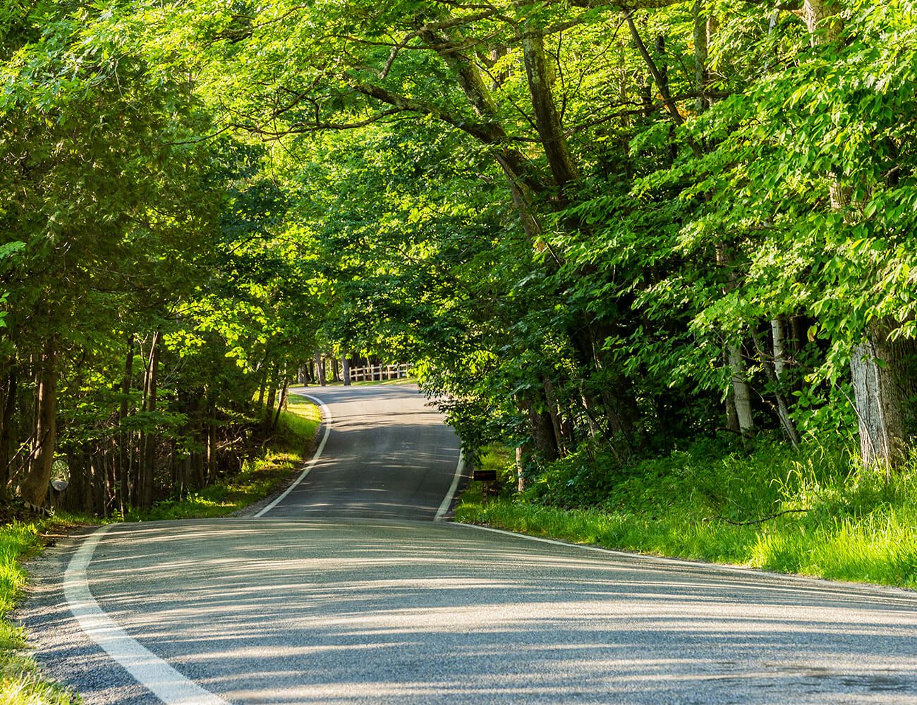 14-Great-Driving-Roads-gear-patrol-Tunnel-of-Trees