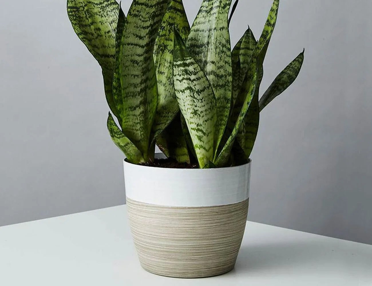 Home-Deals-0515-Gear-Patrol-Plants