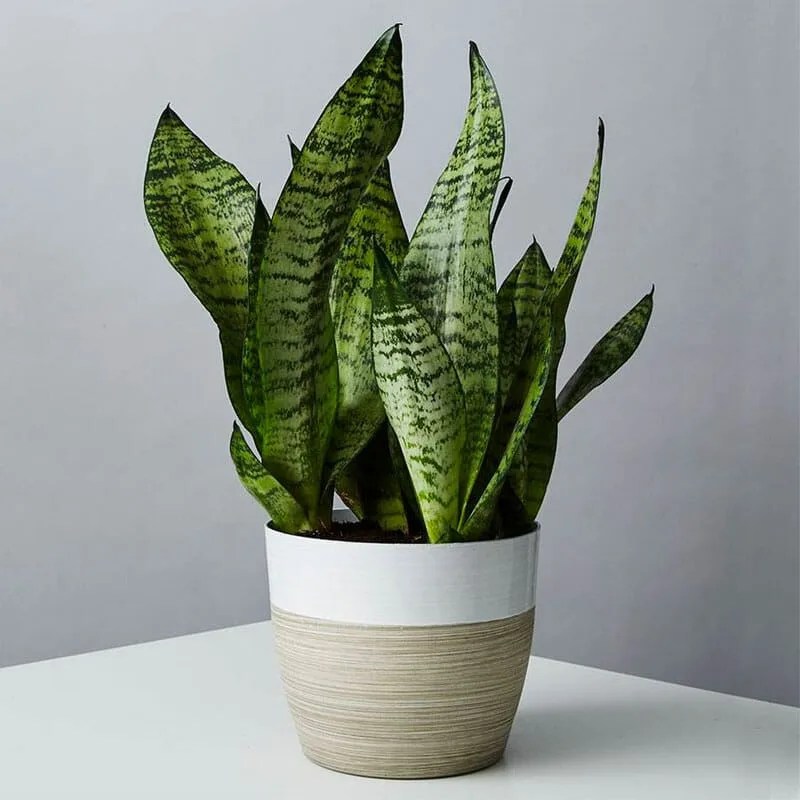 deals515roundup-gearpatrol-plant