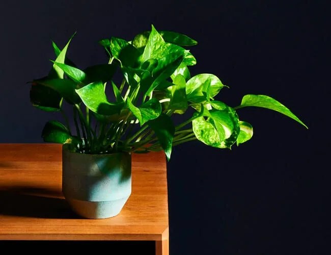 replant houseplants gear patrol lead feature