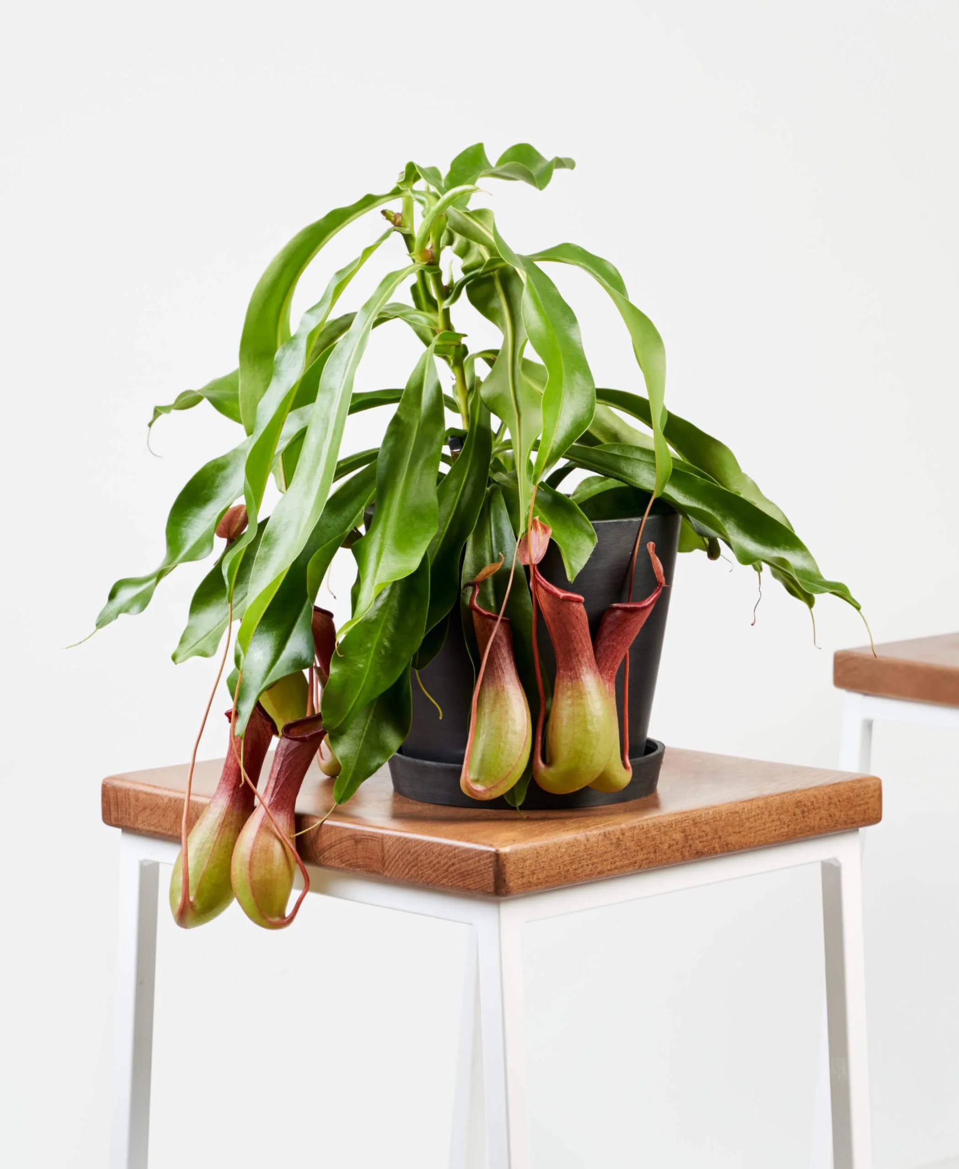 bloomscape nepenthes pitcher plant