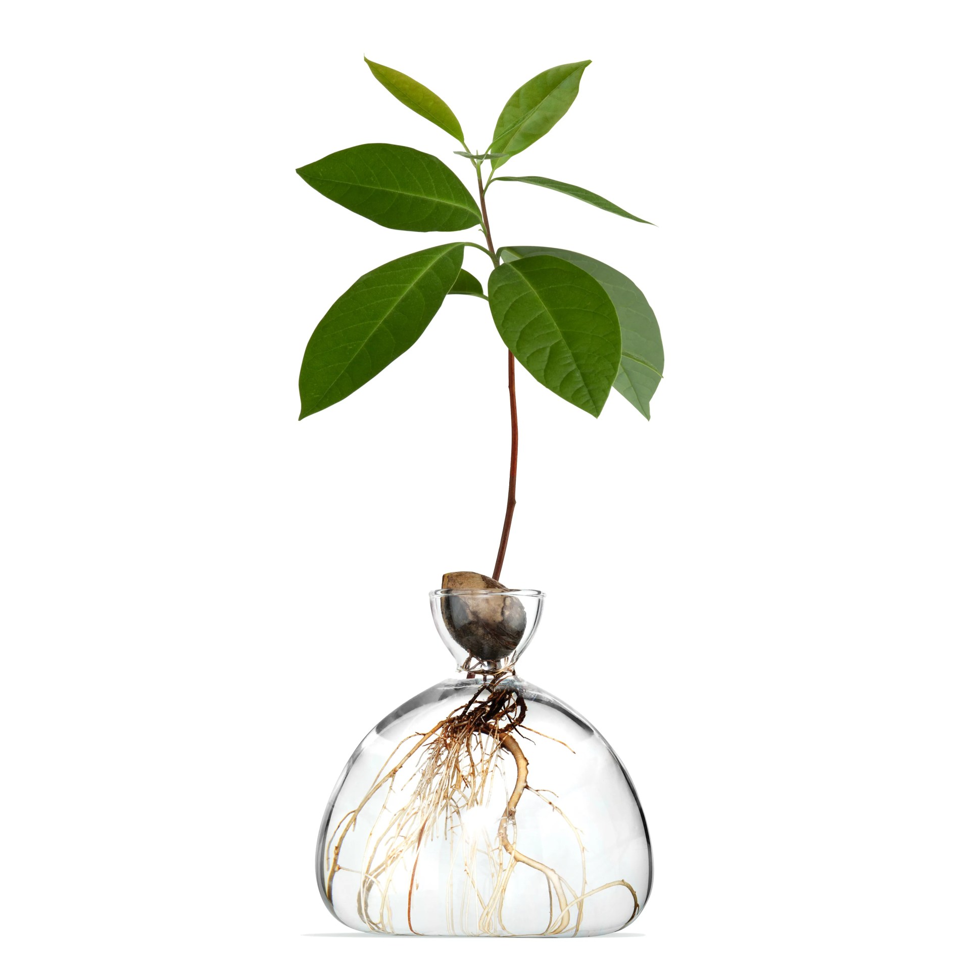 avocado vase