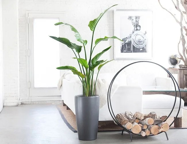 House-Plants-Gear-Patrol-Lead-2