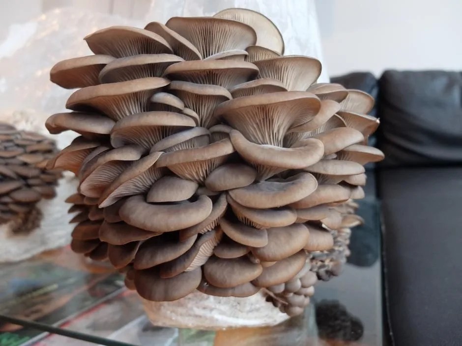 Smallhold blue oyster grow kit