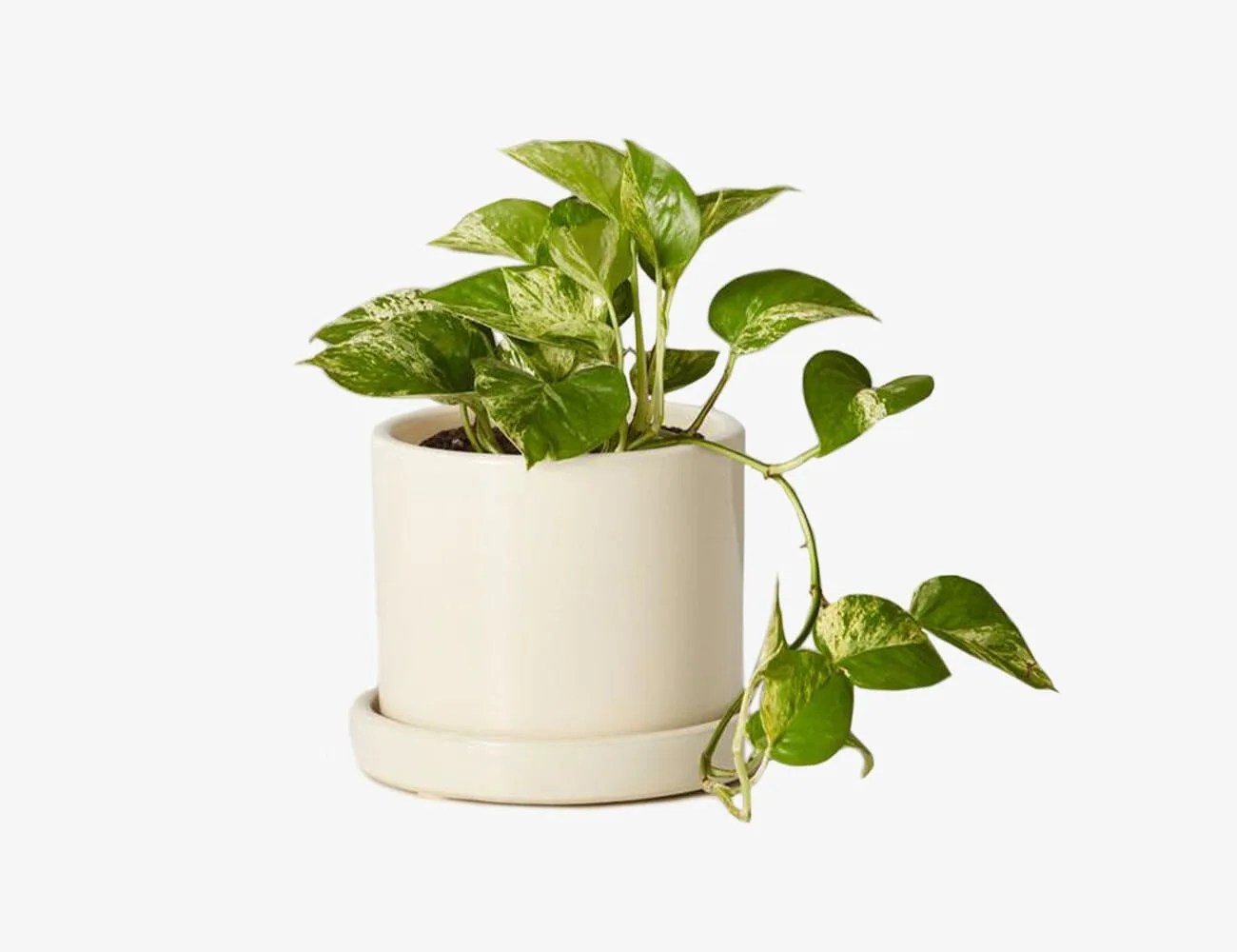 Get-Your-Desk-in-Order-gear-patrol-Marble-Queen-Pothos