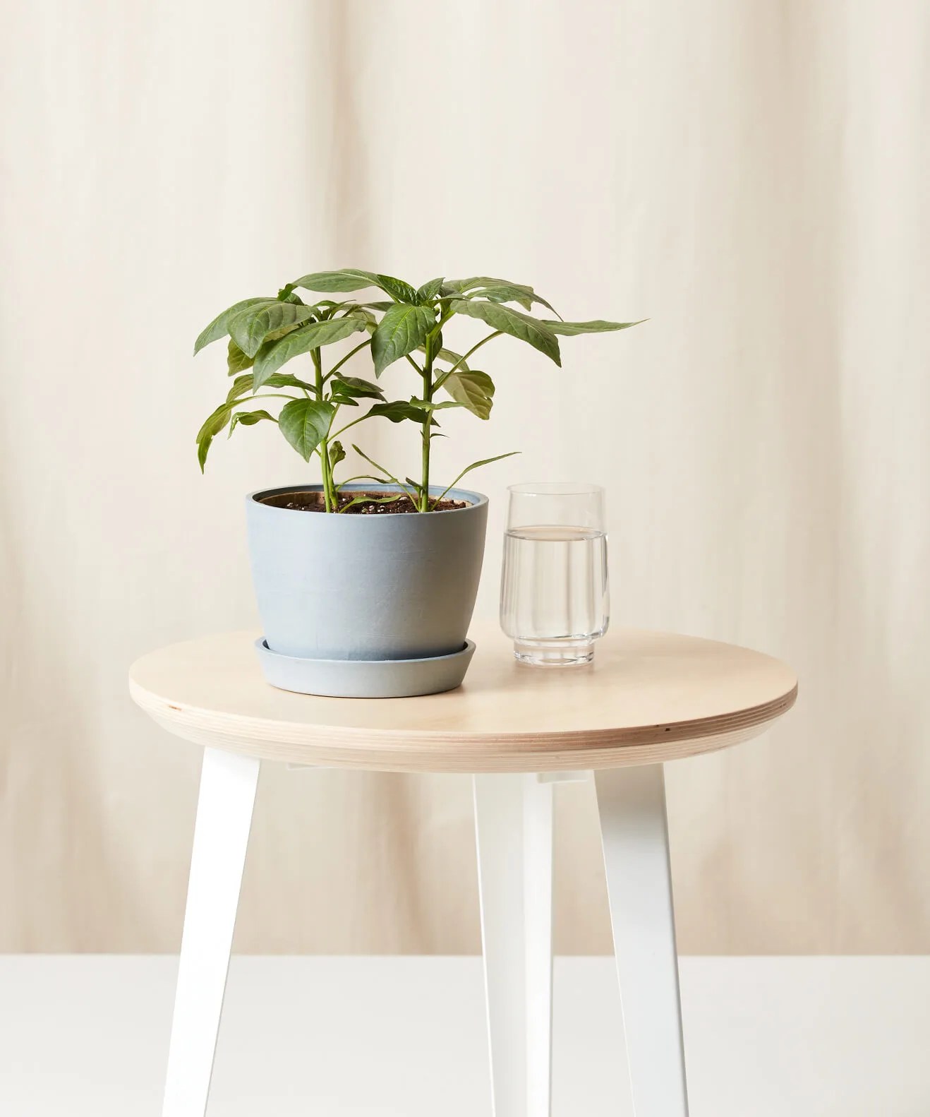 hot pepper adobo plant