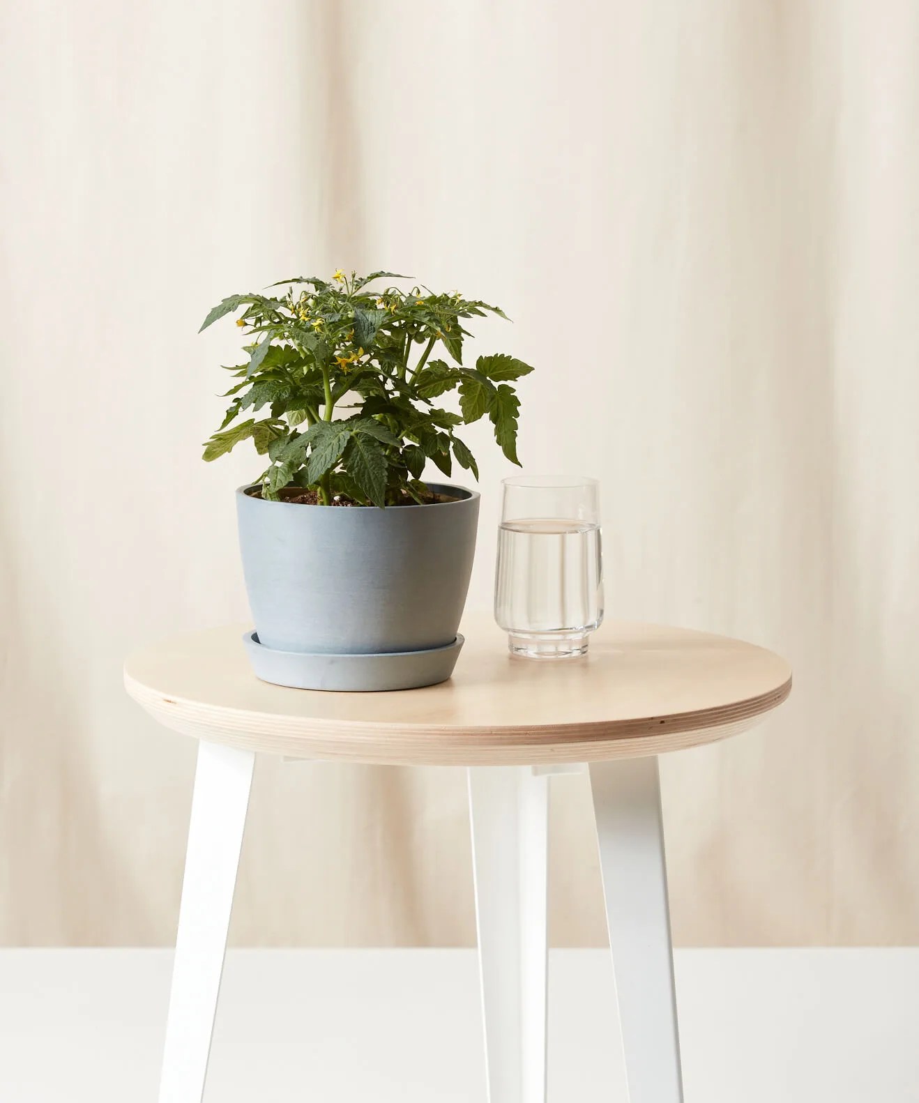 tomato plant