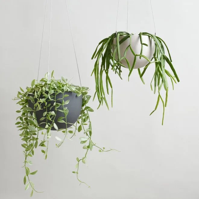 hanging planters