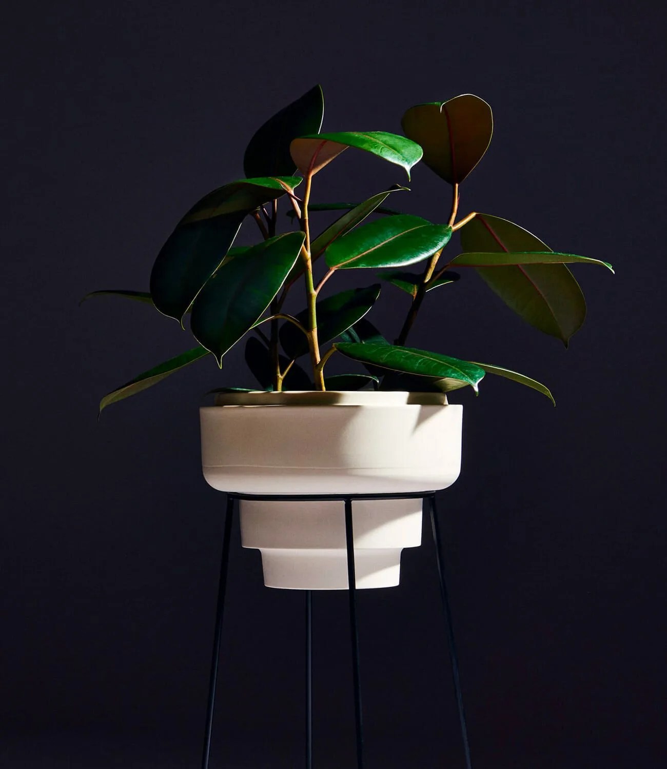 replant houseplants gear patrol ambiance