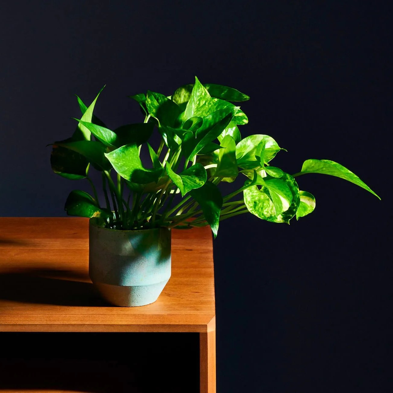 replant houseplants gear patrol lead full
