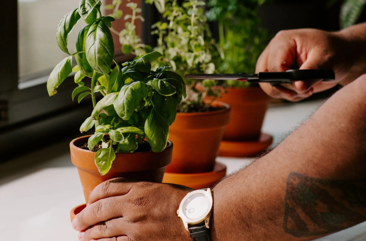 person cutting herbs