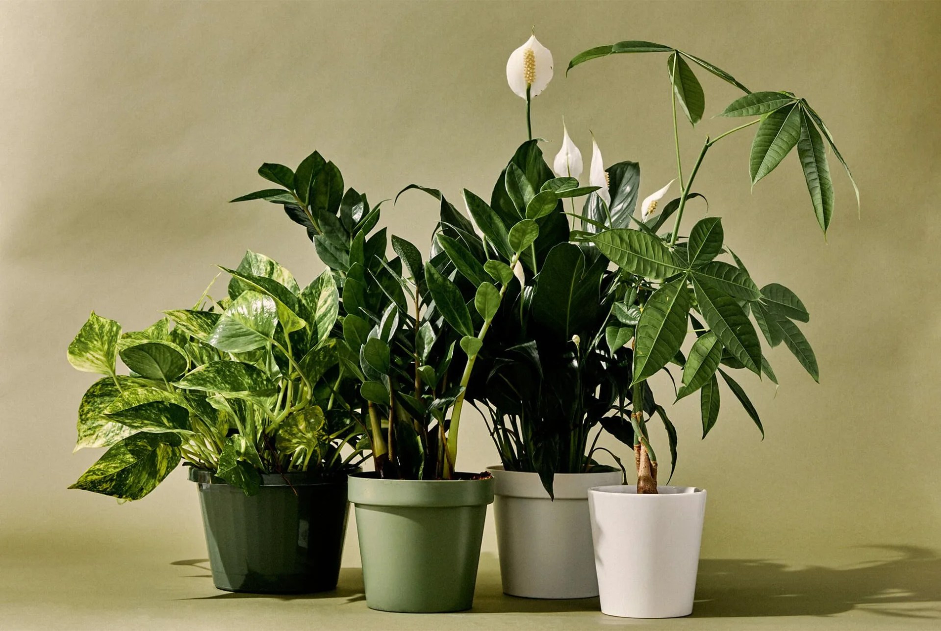 assortment of indoor plants