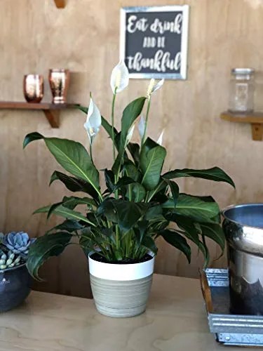 plant