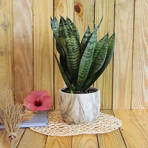 plant