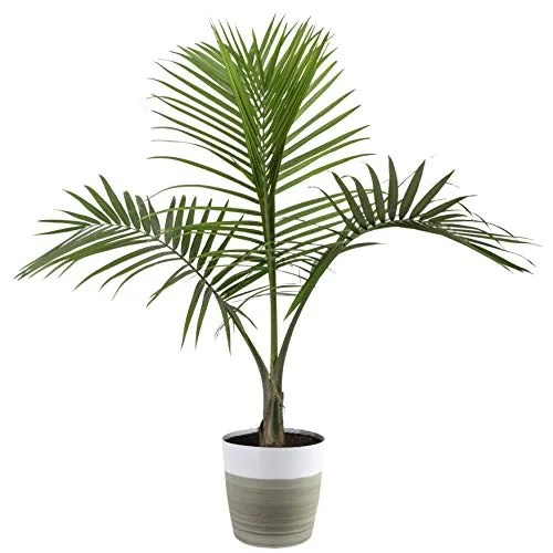 plant