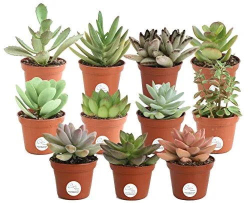 succulents