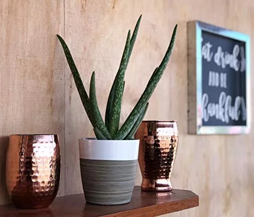 aloe