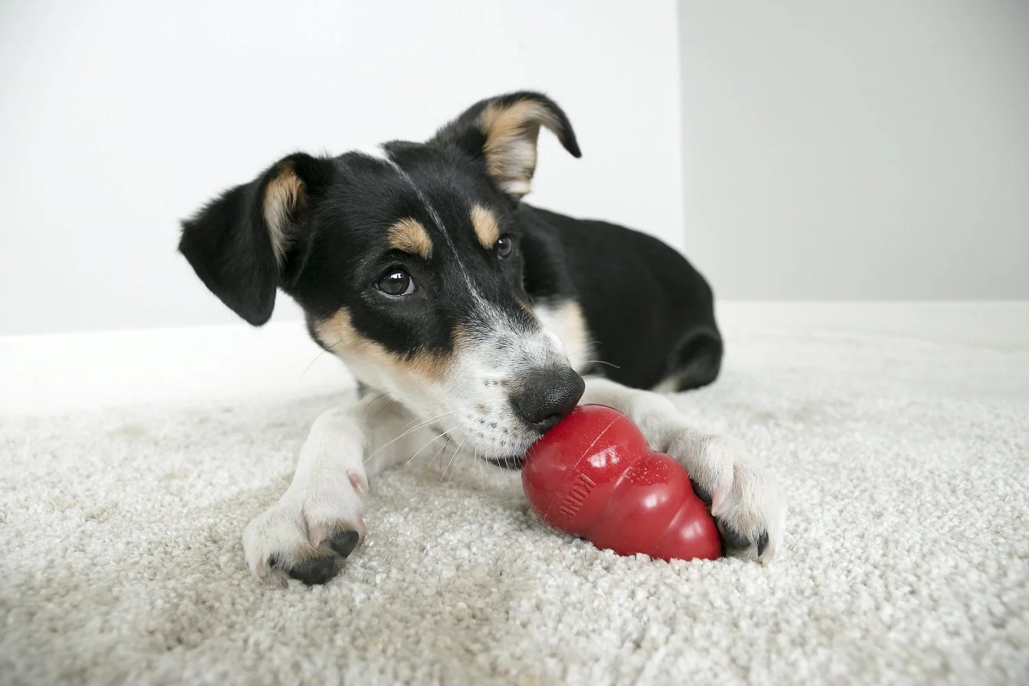 kong dog toy