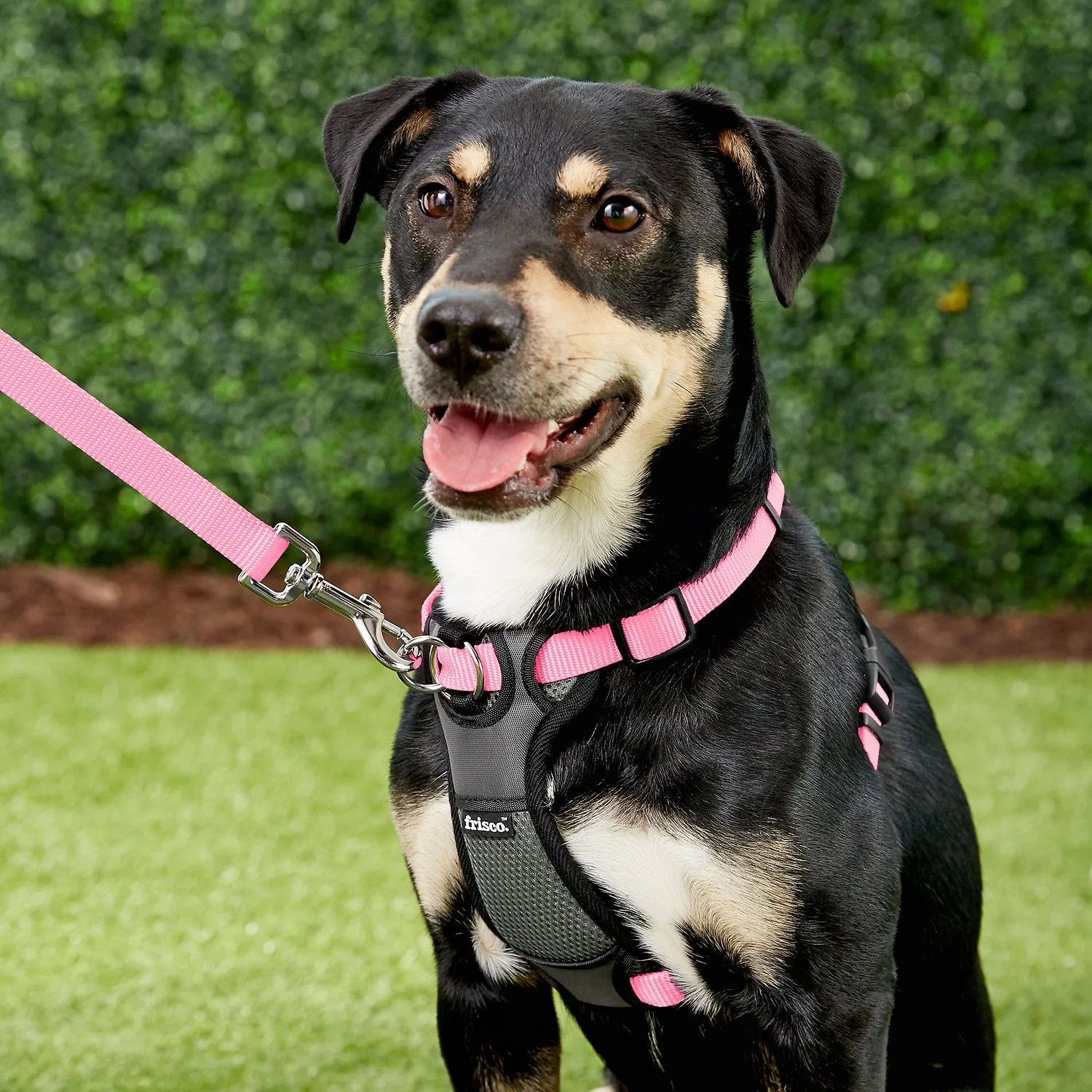 dog harness