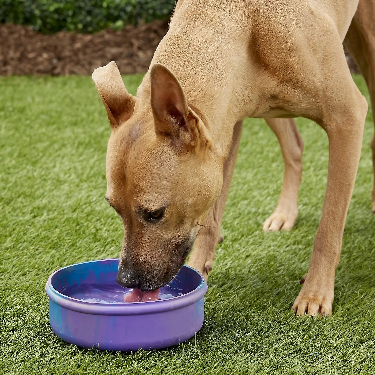 dog bowl
