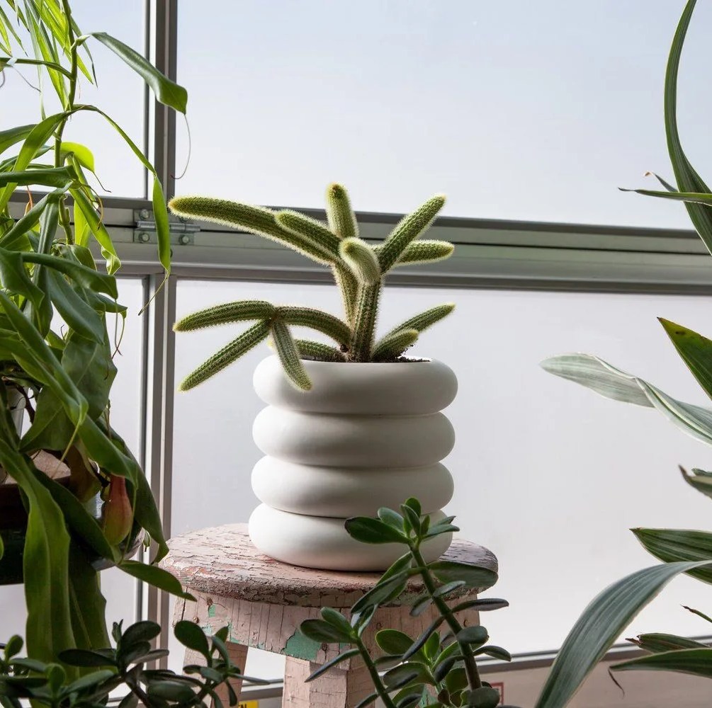 planter with cactus