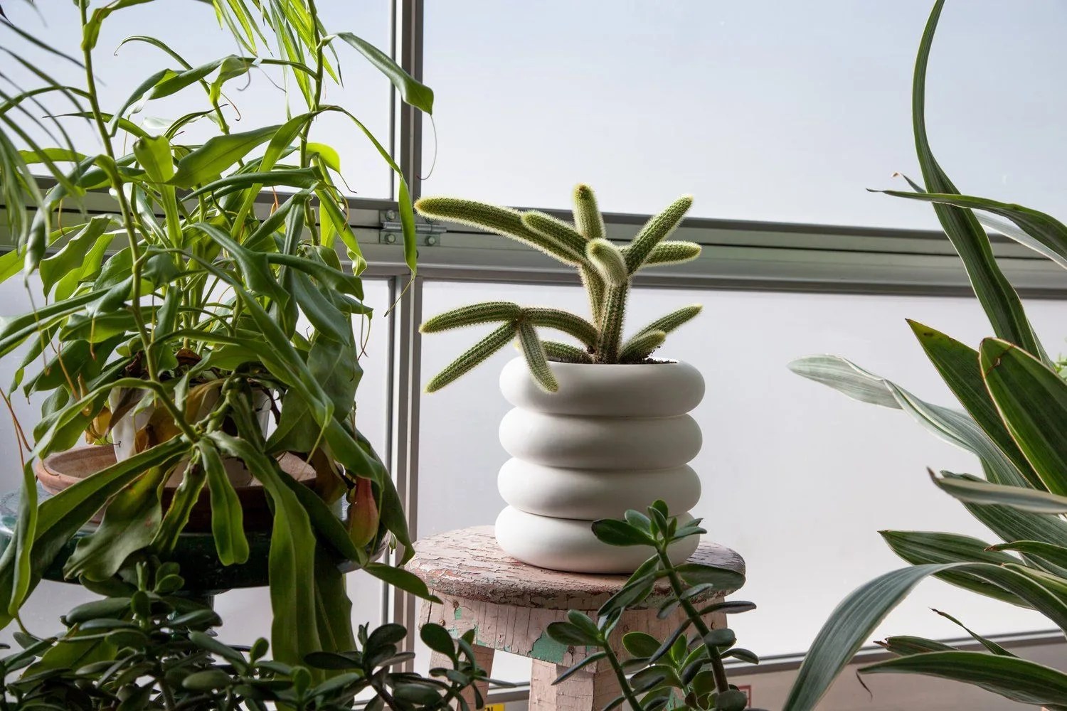 planter with cactus