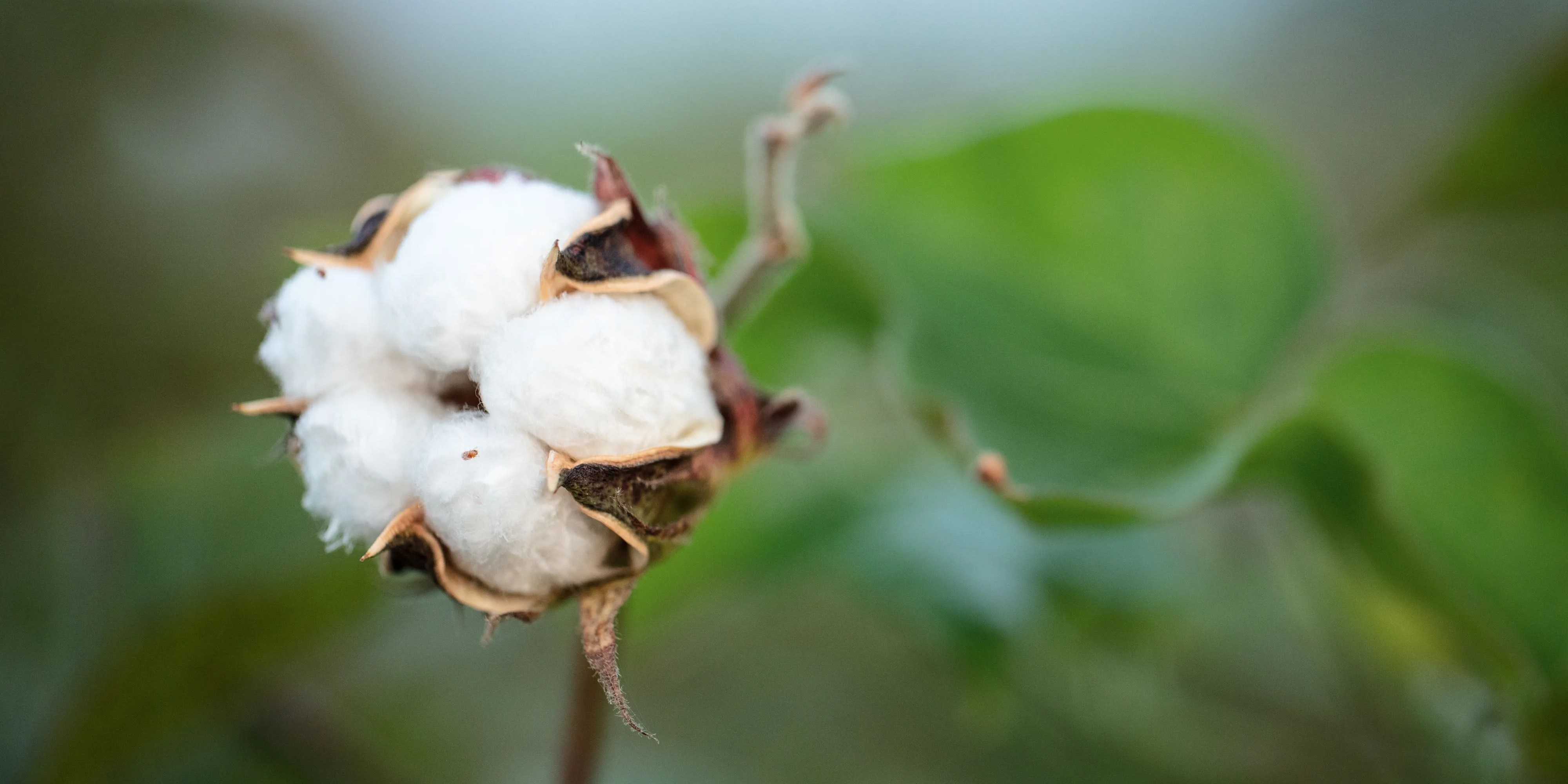 cotton