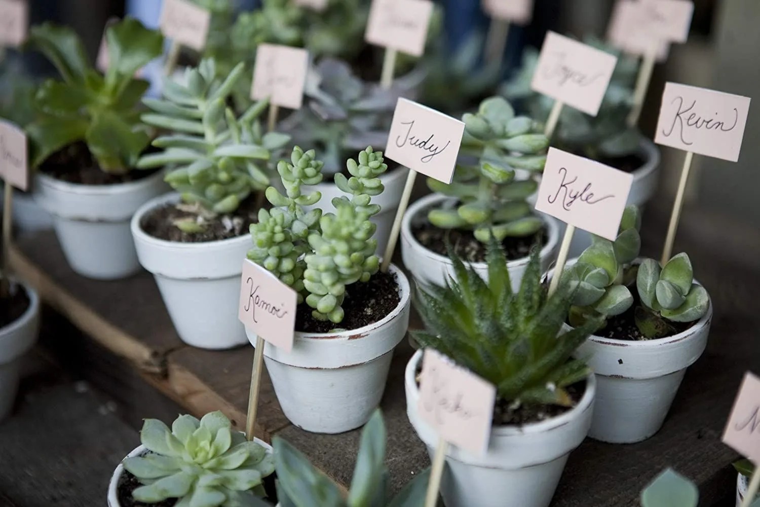 succulents
