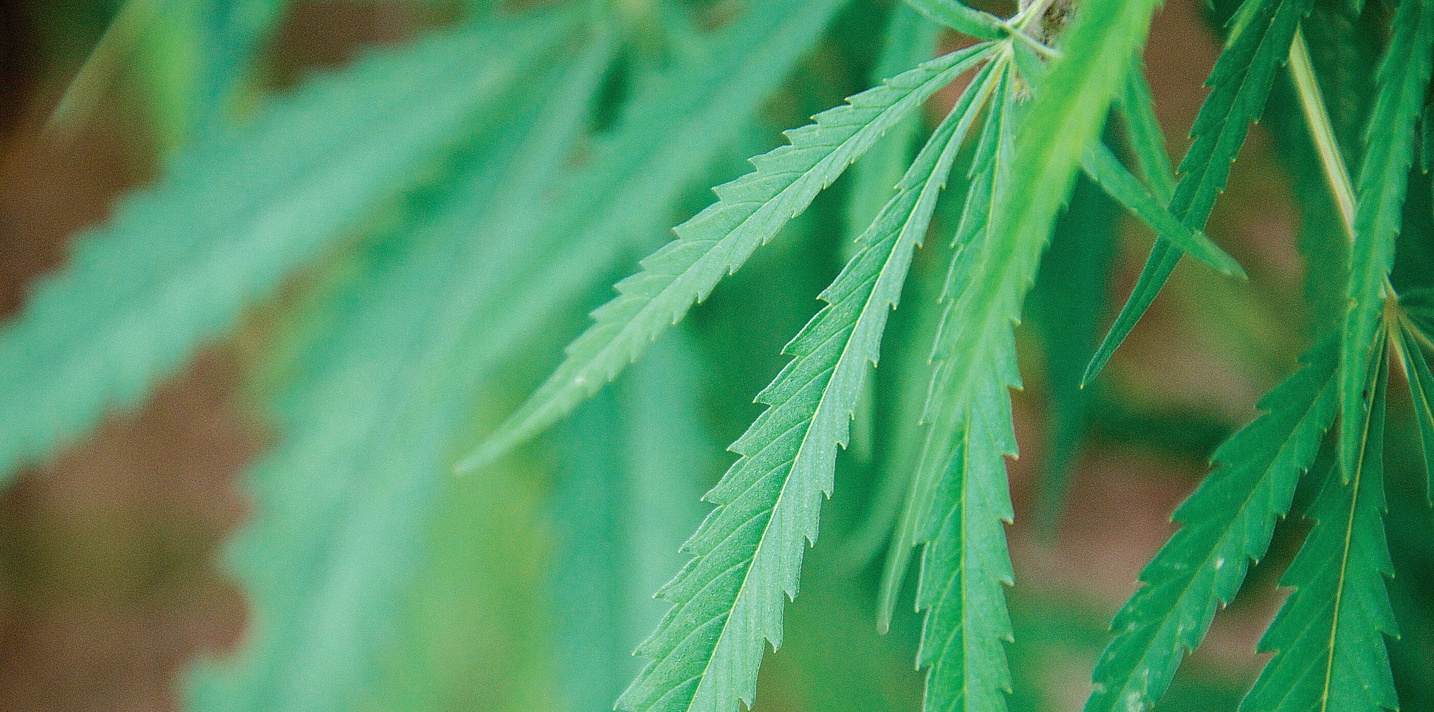 hemp