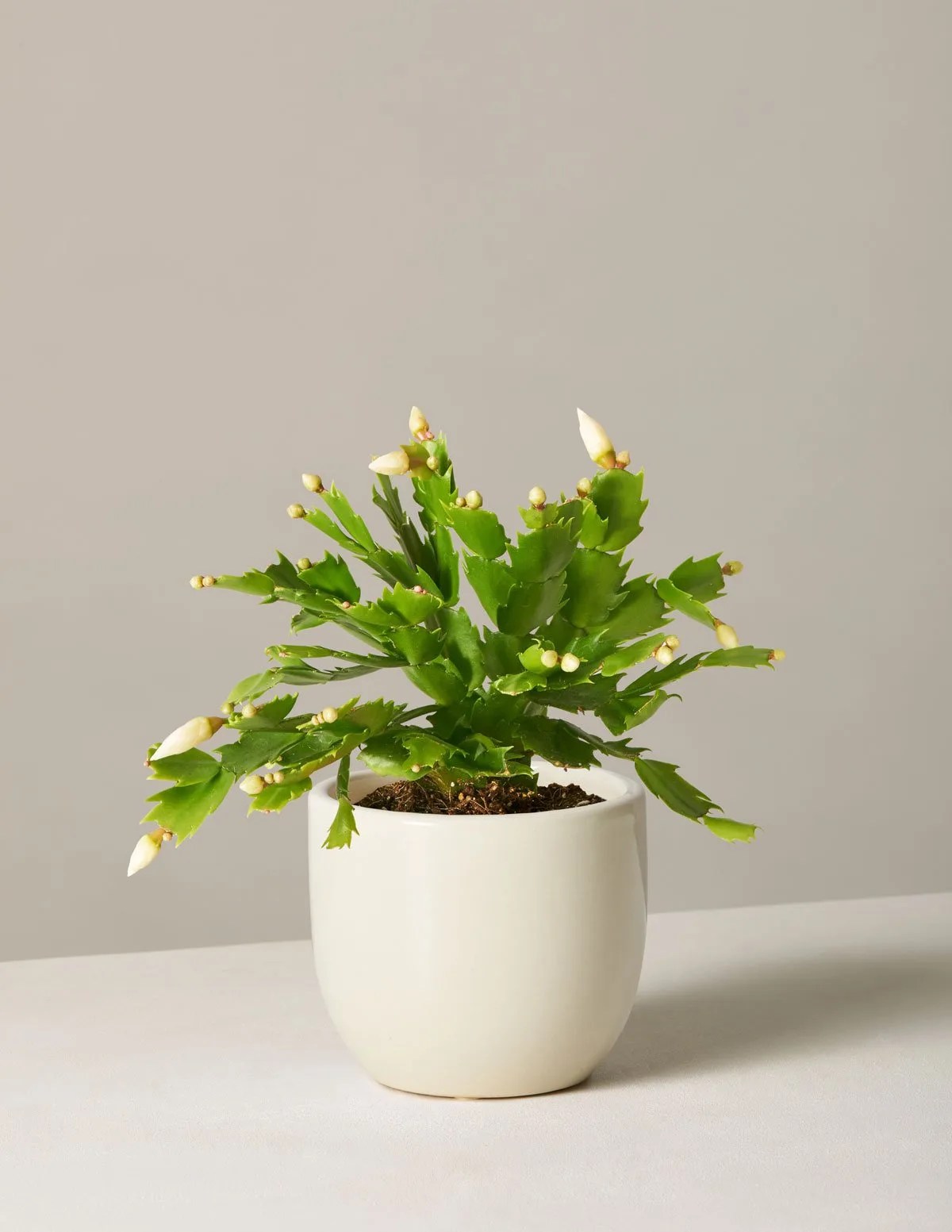 christmas cactus