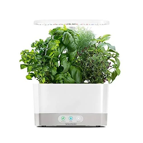 An indoor garden