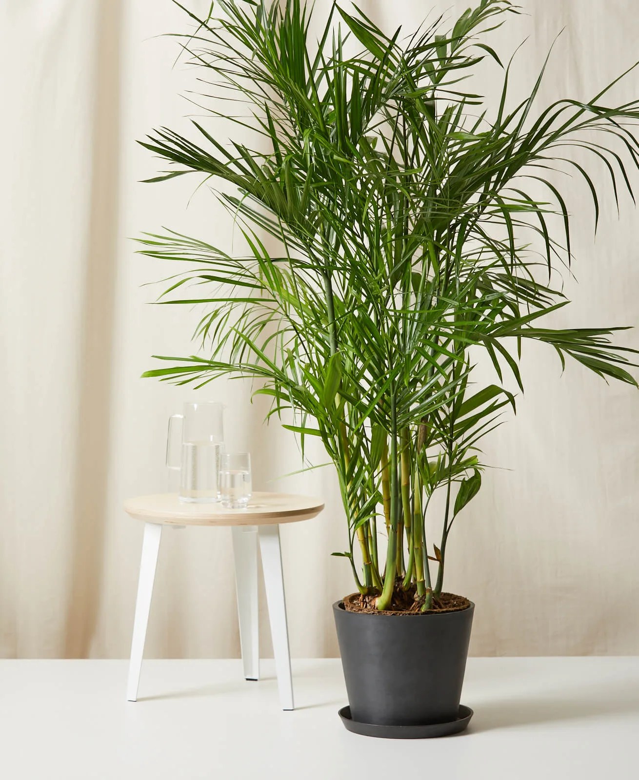 a large bamboo palm