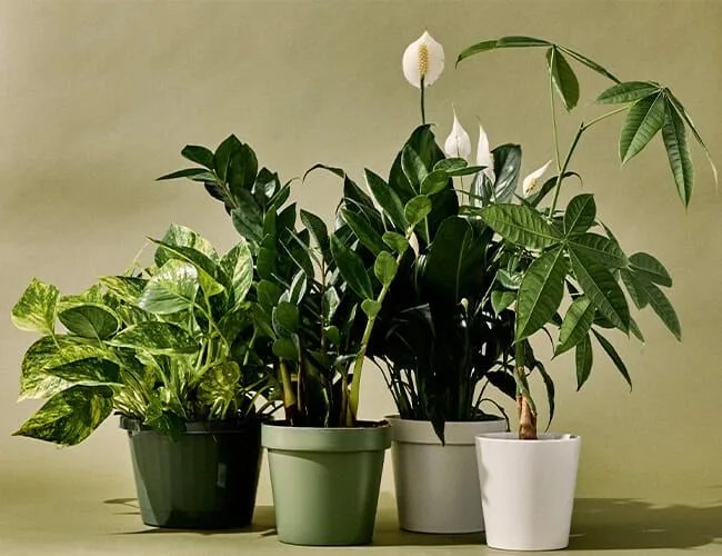 10 best indoor plants gear patrol feature