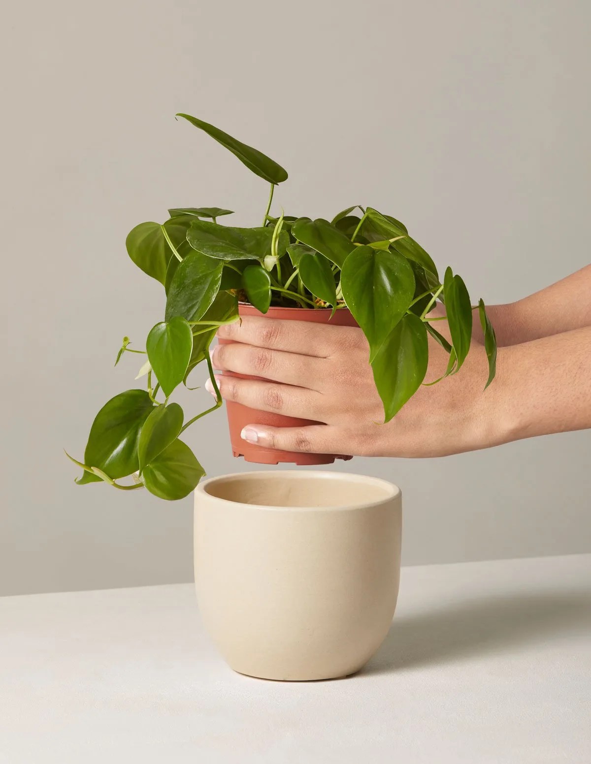 A plant