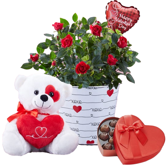 rose plant