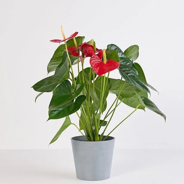 anthurium
