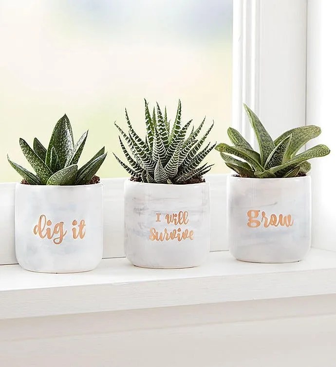 plants