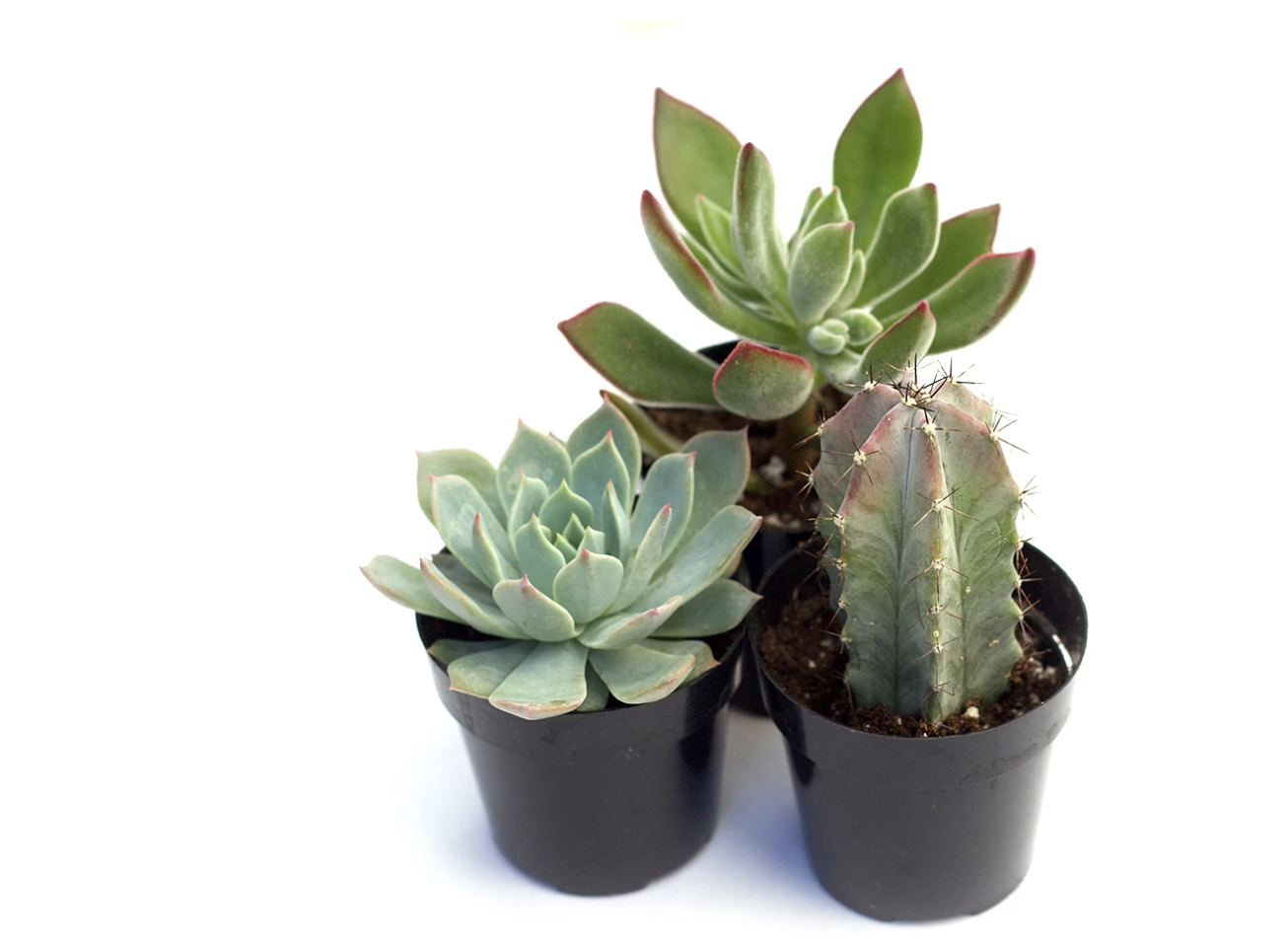 plants