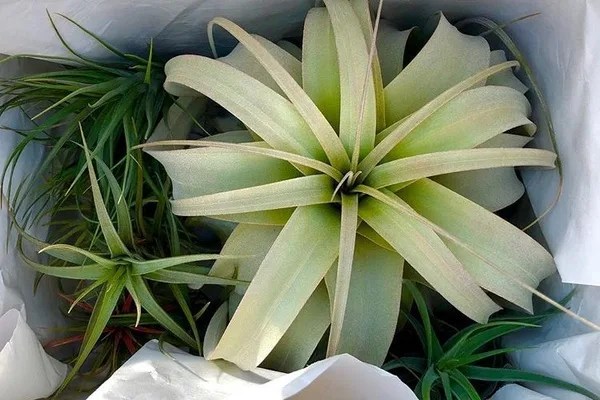 plants
